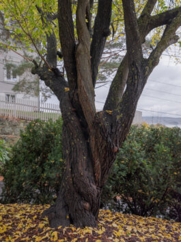 ALEXANDER ROSENKRANZ