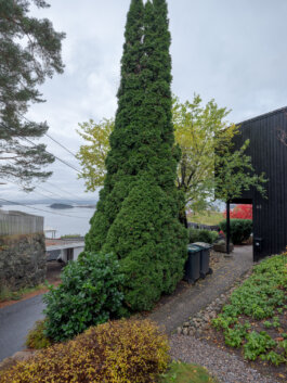 ALEXANDER ROSENKRANZ