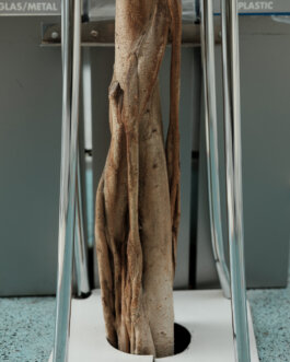 ALEXANDER ROSENKRANZ